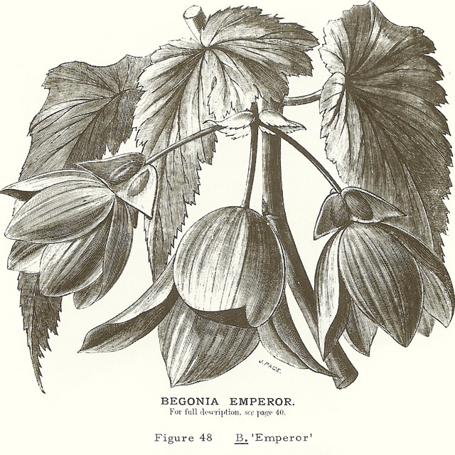 B. ‘Emperor’